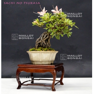 vendu-rhododendron-variete-sachi-no-tsukasa-ref-24