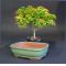acer palmatum 'kiyohime' and bonsai pot set