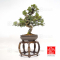 juniperus-chinensis-itoigawa-ref-03030232