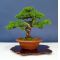 juniperus chinensis itoigawa ref :12010154