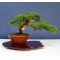 juniperus chinensis itoigawa ref :12010155