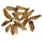 acer palmatum seeds