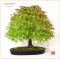 Acer palmatum arakawa 1609093