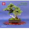 vendu juniperus rigida ref:10120141