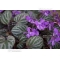 Korean white flowering violet