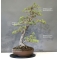 pinus pentaphylla bonsai ref: 26090131