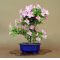 vendu rhododendron yugiri ref: 23050142