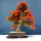 vendu rhododendron l. kinsai ref 080601418