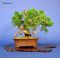 VENDU juniperus chinensis itoigawa ref230701412
