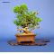 VENDU juniperus chinensis itoigawa ref230701415