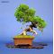 VENDU juniperus chinensis itoigawa ref230701416