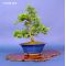 buxus harlandii bonsai ref :13100144