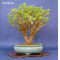 Crassula ovata bonsai ref 13100148
