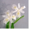 EPUISE iris gracilipes Blanc