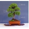 VENDU juniperus chinensis itoigawa ref :05040155