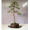 Pinus pentaphylla ref 14090153