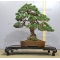 juniperus chinensis itoigawa bonsai ref: 11090151