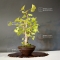 ginkgo biloba bonsai ref: 23090156