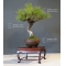 pinus thunbergii bonsai ref: 28090152