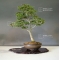 Acer palmatum shishigashira ref : 21090151