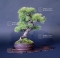 Pinus pentaphylla bonsai ref: 15040152