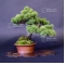 Pinus pentaphylla bonsai ref: 15040153