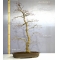 Acer palmatum deshojo bonsai ref 04120152