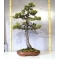 Pinus pentaphylla bonsai ref: 12040153