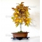 fagus crenata beech tree bonsai ref: 9100151
