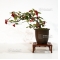 cotoneaster salicifolius mini bonsai ref :91001512