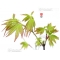 Graines d'Acer palmatum takao
