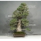 VENDU Pinus pentaphylla kokonoe ref: 22020162