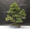 VENDU Pinus pentaphylla 241001615