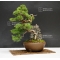 juniperus chinensis itoigawa ref 241001614