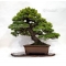 VENDU Pinus pentaphylla ref: 19100163