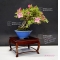 Rhododendron variété kakuo ref:24050174
