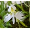 habenaria radiata white egret orchid 5 bulbs