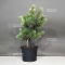 Pinus parviflora var. tanima no yuki