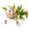 EPUISE  Acer palmatum 'Asahi-zuru' en godet