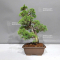 VENDU    juniperus chinensis itoigawa ref 30080235
