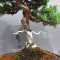 Juniperus chinensis itoigawa 080902314