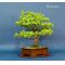 Pinus pentaphylla du Japon ref 81201411