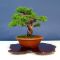 juniperus chinensis itoigawa bonsia ref: 12010153