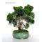 Juniperus chinensis 02090901