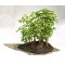 Ketoh clay for bonsai forests or moss balls 1.2l