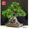 ficus retusa bonsai ref: 7208