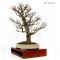 styrax japonicus bonsai ref: 20120134