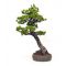Pinus pentaphylla ref 28020114