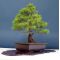 Pinus pentaphylla du Japon ref : 30040141