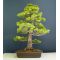 Five needle pine bonsai ref: 05050143